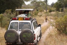 Lev v čele karavany, v národním parku běžný obrázek